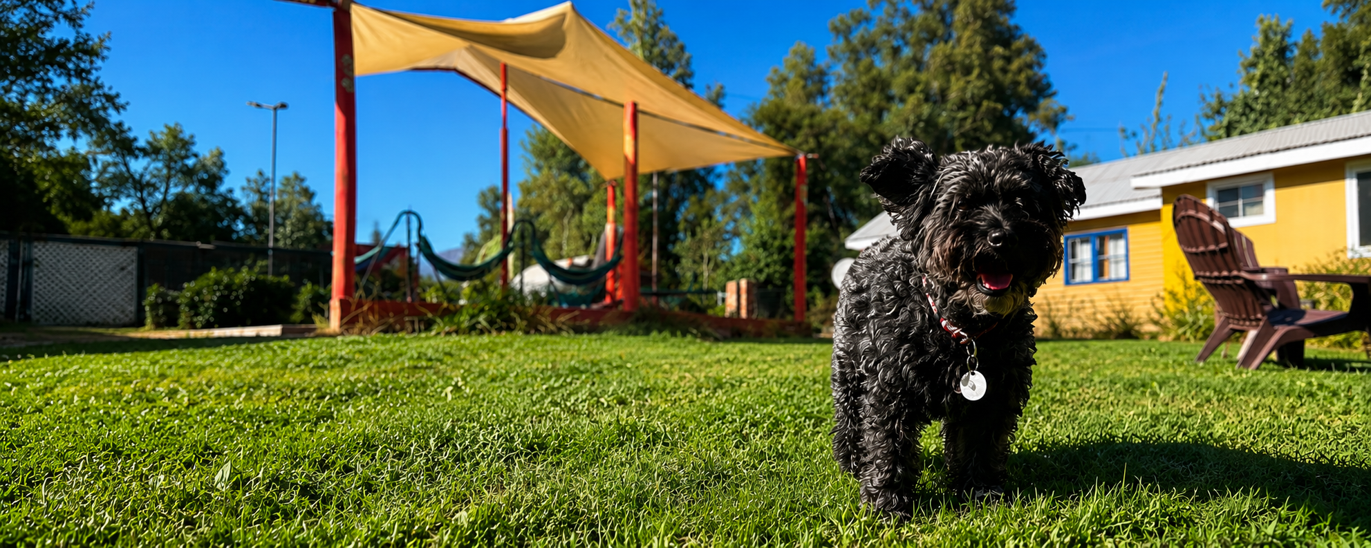 Schnauzer negro feliz en el jardín